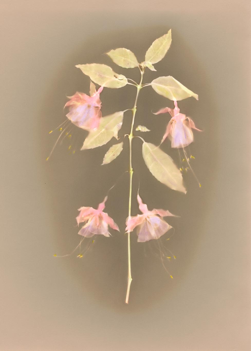 FLOWER Study 1