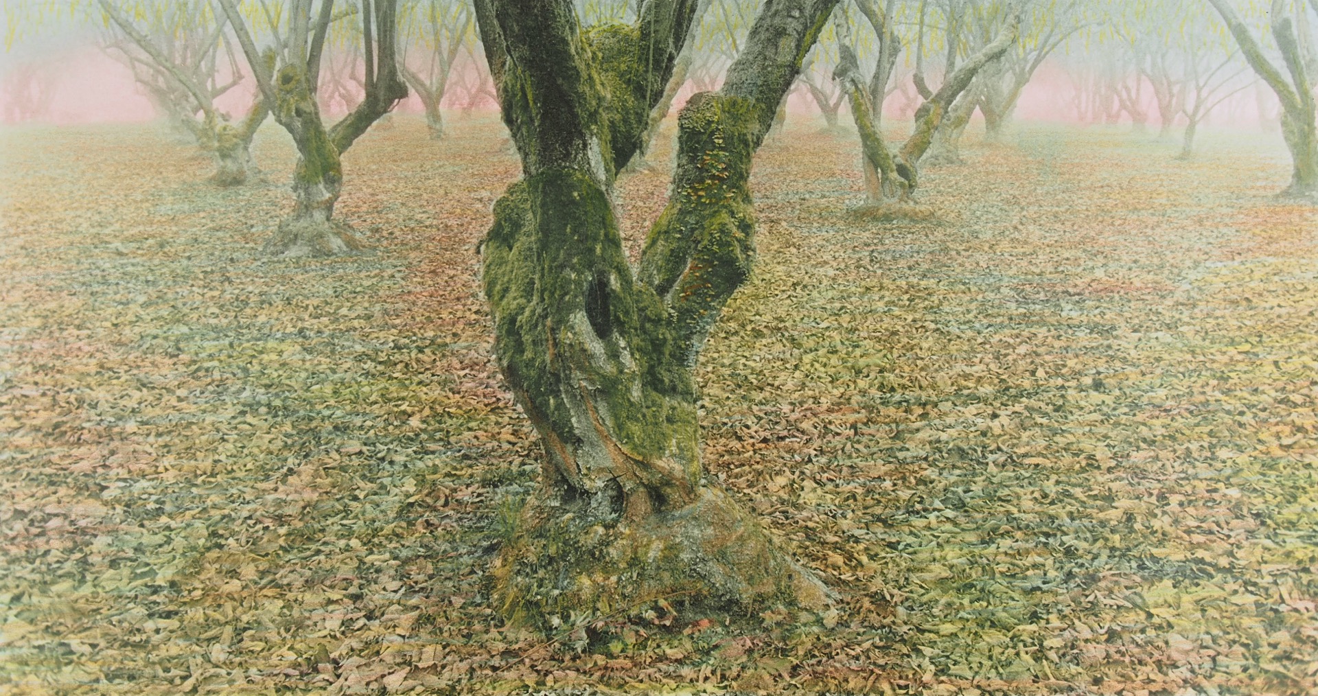 GROVES #2